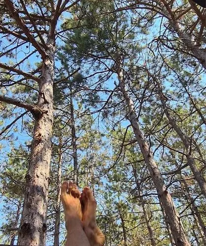 The Forest Sea Dome Willa