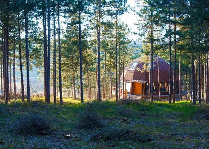 The Forest Sea Dome Warna